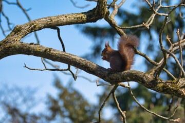Red Squirrel sitting with a nut on the branch of a tree in Zurich, Switzerland