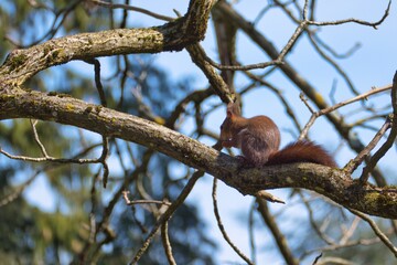 Red Squirrel sitting with a nut on the branch of a tree in Zurich, Switzerland