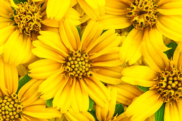 Yellow collection. Top view of blooming bright yellow flowers, Climbing wedelia, Creeping daisy, Singapore daisy, Creeping ox-eye, Rabbits paw, Trailing daisy in summer season.
