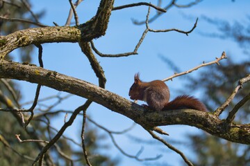 Red Squirrel sitting with a nut on the branch of a tree in Zurich, Switzerland