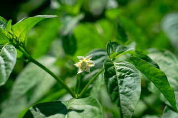 flower in the garden