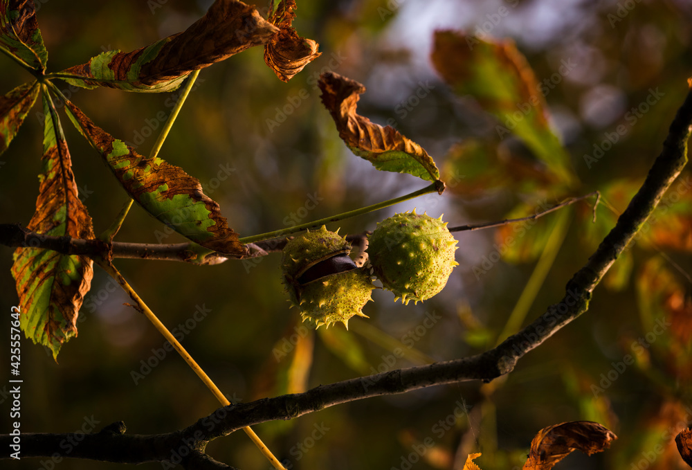 Sticker green peel on chestnut and drying leaves on the tree.