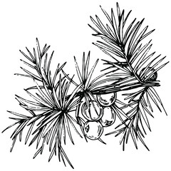 Juniper vector drawing. Isolated vintage illustration of berry on branch. Organic essential oil engraved style sketch. Beauty and spa, cosmetic ingredient. Great for label, poster, flyer, packaging