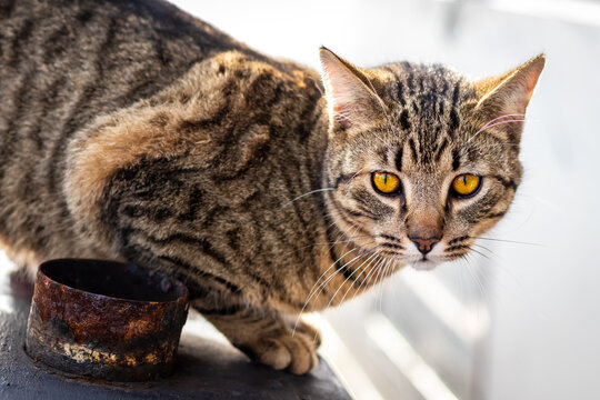 Beautiful mackerel tabby cat - Powered by Adobe