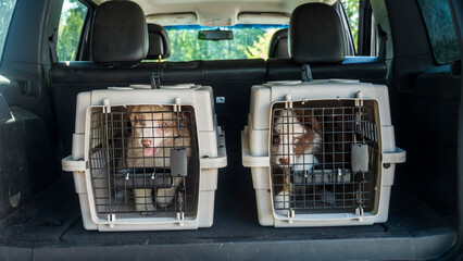 Two cages with puppies in the trunk of a car. Dog delivery