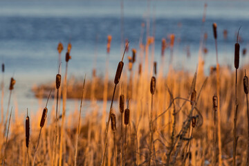 Cattails along shore of pond at sunset