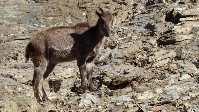 The Himalayan tahr (Hemitragus jemlahicus) on a rock