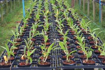 Orchid seedlings on a plant nursery in the orchid farm.