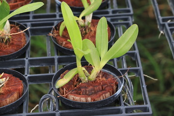Orchid seedlings on a plant nursery in the orchid farm.