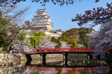 [兵庫県]春の姫路城天守閣と桜