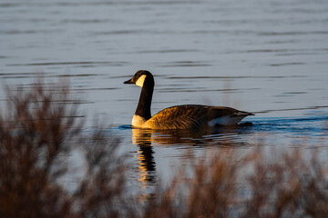 Canada Goose swimming in pond with evening sunlight