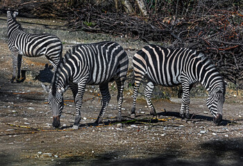 Fototapeta na wymiar Grant`s zebras eating hay in their enclosure. Latin name - Equus quagga boehmi