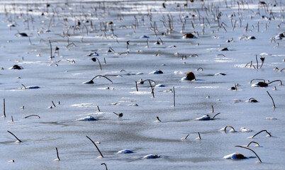 Broken lotus flowers, behind the snow