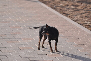 Russian Toy Terrier Looks Into the Distance