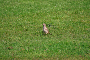 Song Thrush, single bird in the grass, Ireland.