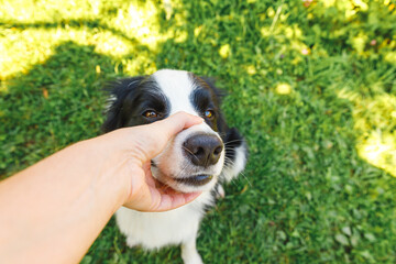 Woman hand stroking puppy dog border collie in summer garden or city park outdoor. Close up dog portrait. Owner playing with dog friend. Love for pets friendship support team concept.