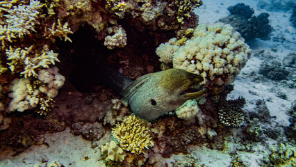Underwater photography of a liveaboard diving trip in the Red Sea (Egypt)