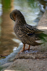 Mallard (Anas platyrhynchos) ducks male and female
