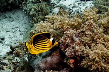 Naklejka na ściany i meble Underwater photography of a liveaboard diving trip in the Red Sea (Egypt)