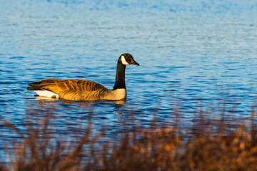 Canada Goose swimming in pond with evening sunlight