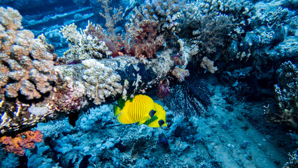 Fototapeta na wymiar Underwater photography of a liveaboard diving trip in the Red Sea (Egypt)