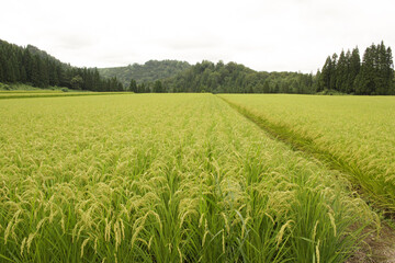 Obraz premium 新潟県魚沼地域の田園風景