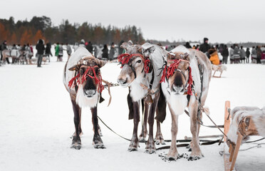 Three reindeer in harness with wooden sleighs. Holiday day of reindeer in the city square.