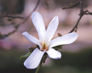 White flower on a flowering tree twig in spring