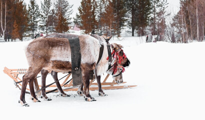 Northern deer in harness with wooden sleigh. Holiday day of reindeer in the city square.