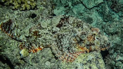 Obraz premium Underwater photography of a liveaboard diving trip in the Red Sea (Egypt)