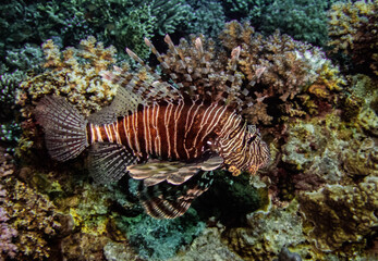 Naklejka na ściany i meble Underwater photography of a liveaboard diving trip in the Red Sea (Egypt)