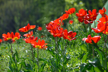 Red tulips and burgeons growing on the lawn in the city park