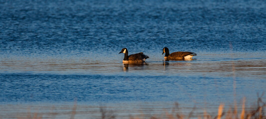 Canada Geese swimming in pond at sunset