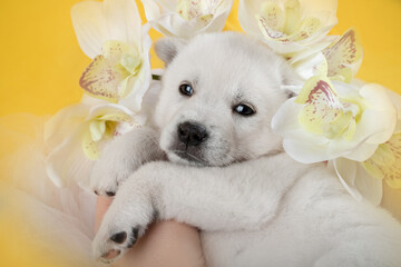 white puppy with a flower
