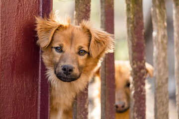 The concept of catching stray street dogs. Two street dogs were caught and locked up in kennels.