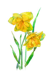 hand painted watercolor of yellow daffodils Narcissus. isolated working path.