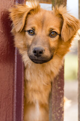 The concept of catching stray street dogs. Two street dogs were caught and locked up in kennels.