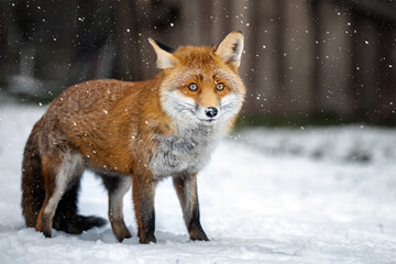 The rusty fox is happy with the fallen snow