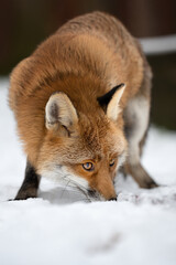 The rusty fox is happy with the fallen snow