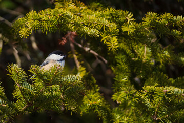 Black Capped Chickadee perched in spruce tree