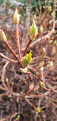 First buds on tree branches on a sunny early spring day.