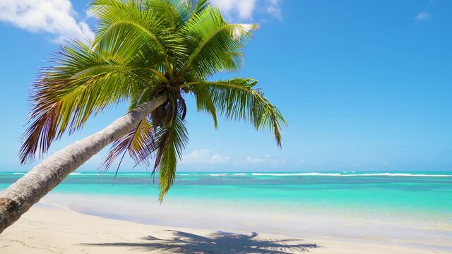 Green coconut tree against the backdrop of the endless turquoise ocean. Sunny day on an exotic Caribbean beach. Blue sky with fluffy white clouds.
