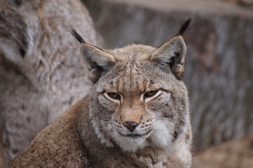 Luchs im Wildpark Knüll, April 2021