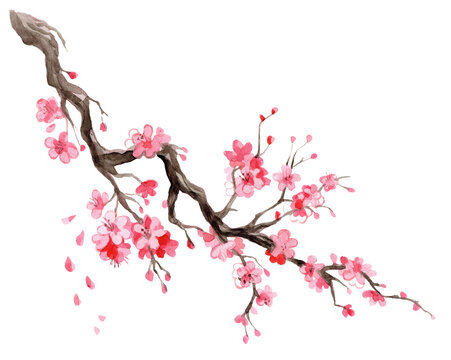 Japanese cherry blossom branch watercolor hand drawn illustration
