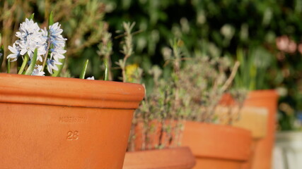 White hyacinths in a row of terra cotta pots