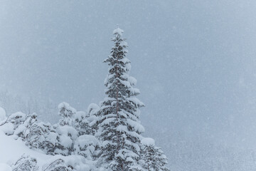 snow covered fir tree