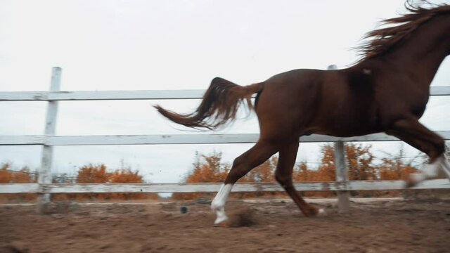 The Karabakh beautiful hourse runs