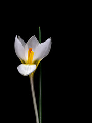 White species crocus isolated on black. Revealing stamens inside.