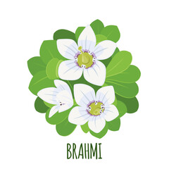 Vector Brahmi Bacopa monnieri icon isolated on white background.