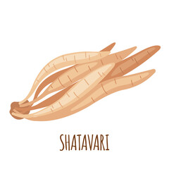 Shatavari roots vector icon in flat style isolated on white background.